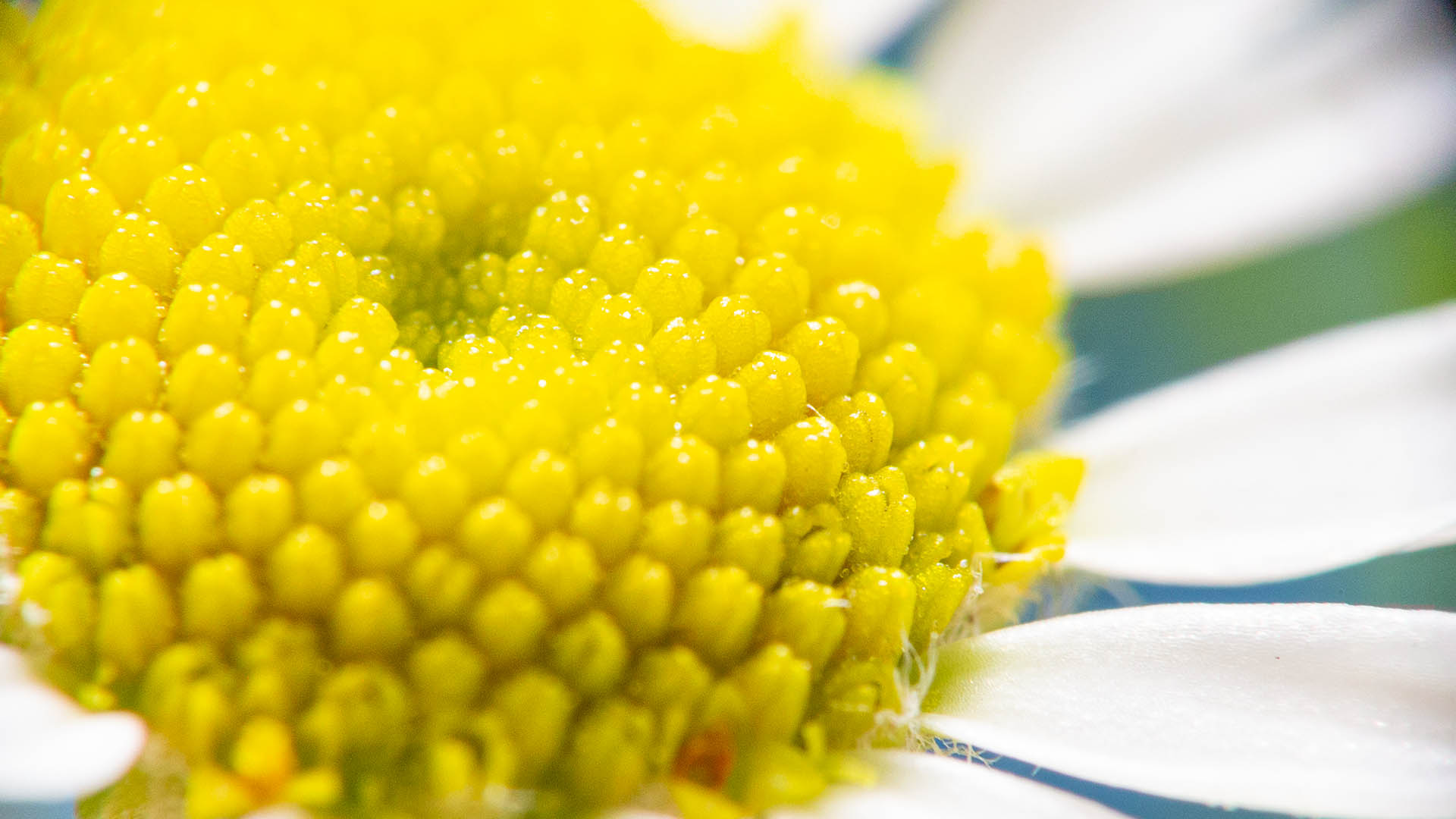 Macro- en voedingsfotografie